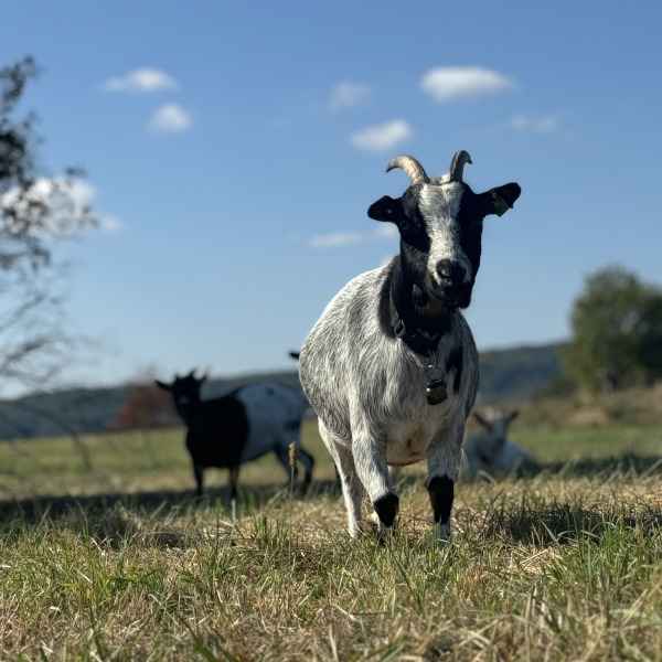 Sonstige Events bei Laola Korbach